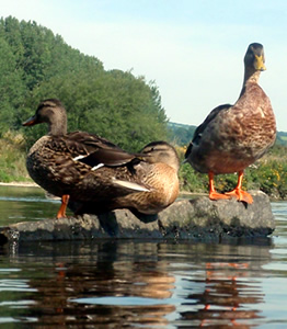 ducks